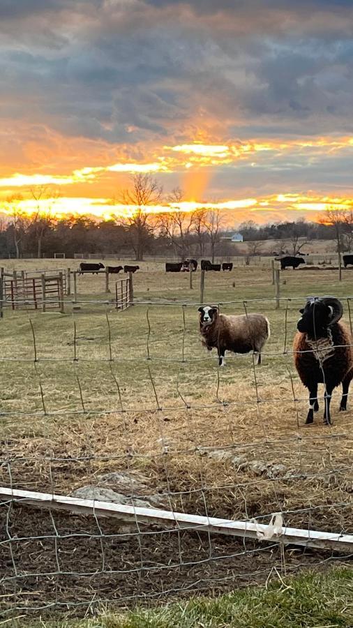 Shenandoah Valley Glamping - Amazing Views - Farm Edinburg Buitenkant foto